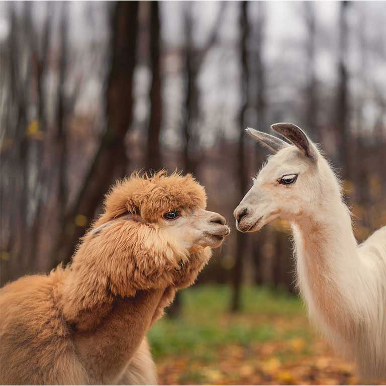 puss mellan alpacka och lama