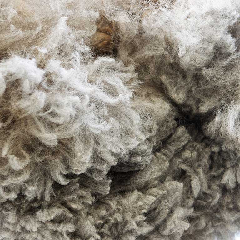 närbild på ull från alpacka