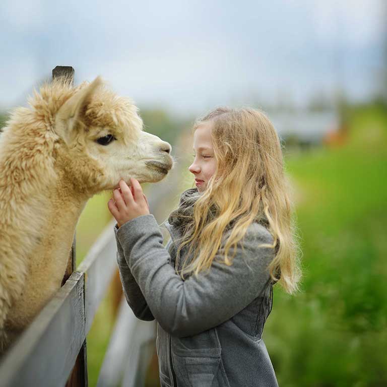 alpacka klappad av ung tjej