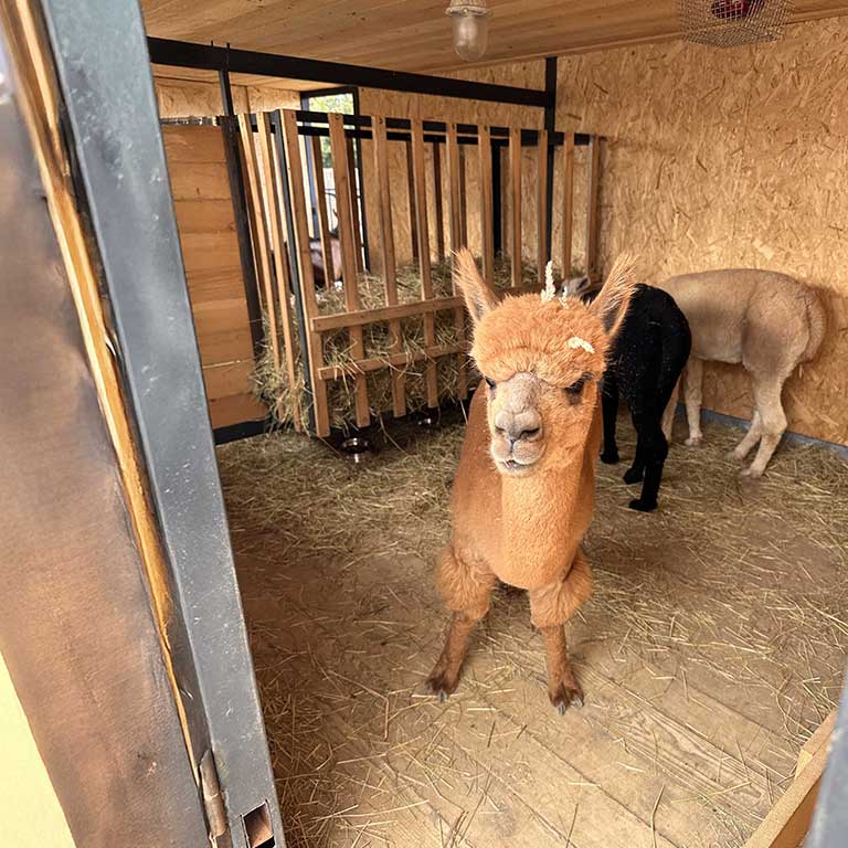Alpackans hem – hage, stall & skydd