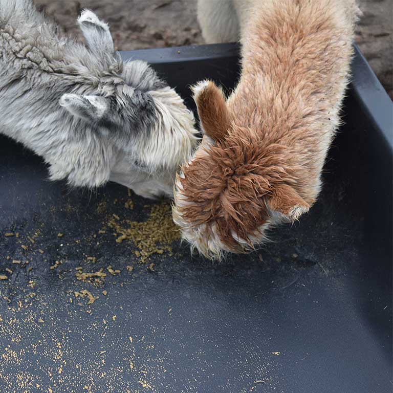 två alpackor äter foder