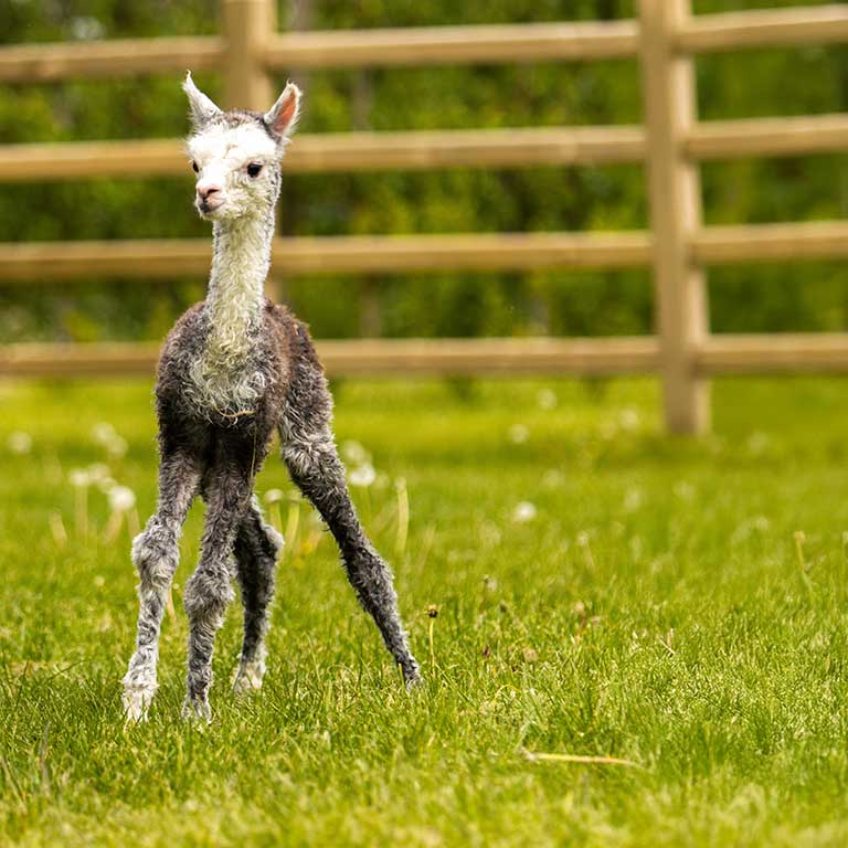 nyfödd alpacka (cria)