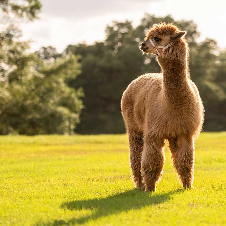 alpacka med grimma på gräsfält
