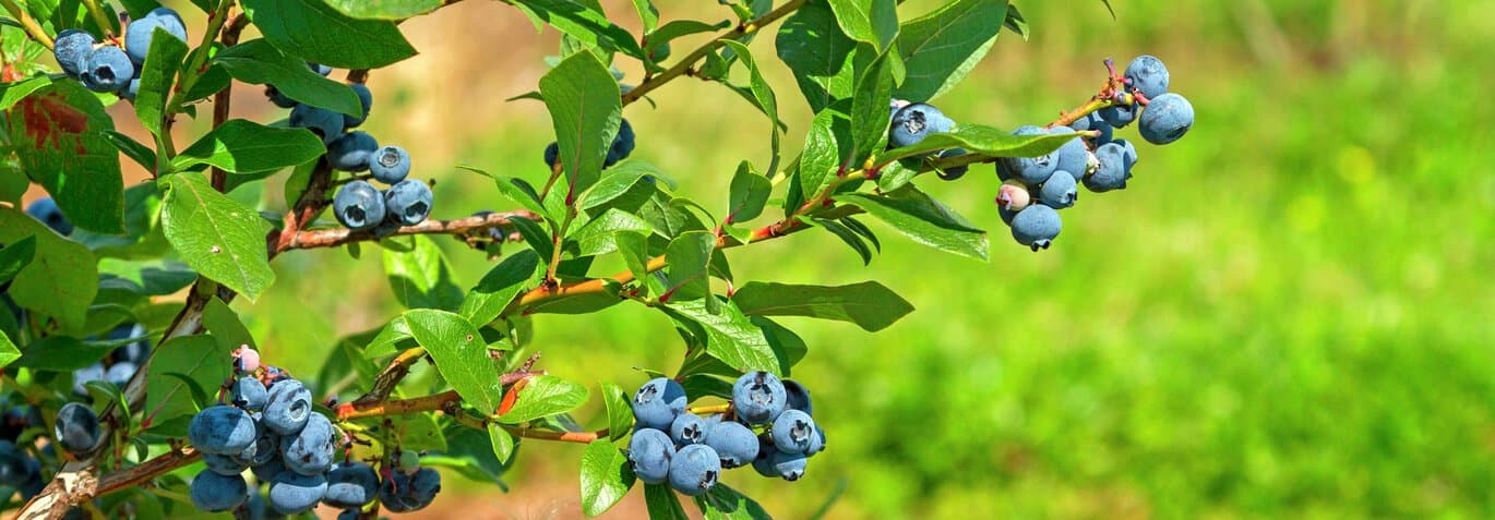 Blåbärsbuske med solmogna blåbär