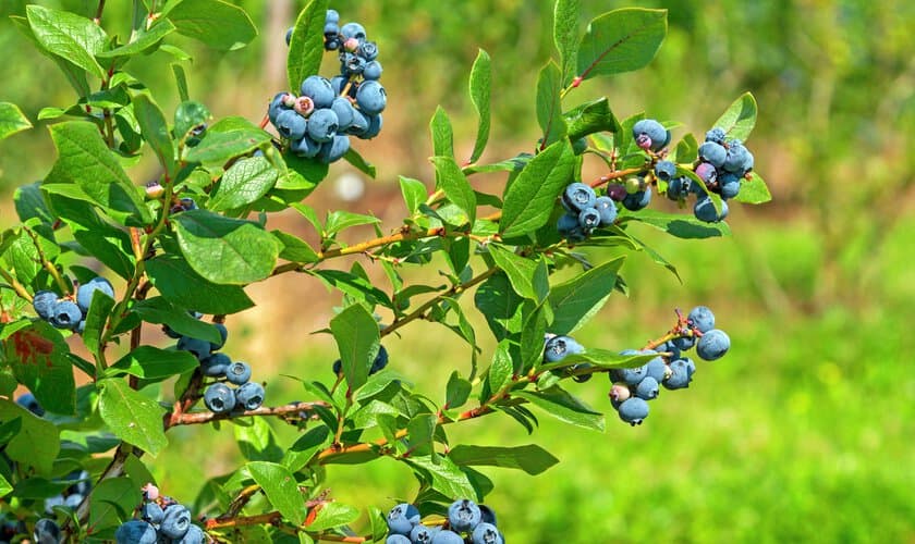 Blåbärsbuske med solmogna blåbär