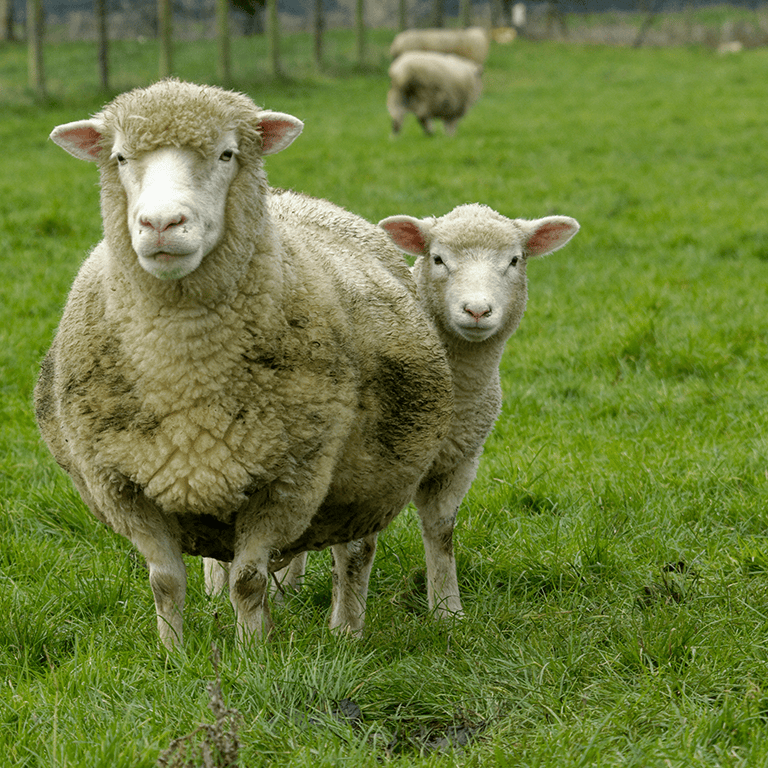 bild på Dorset-får
