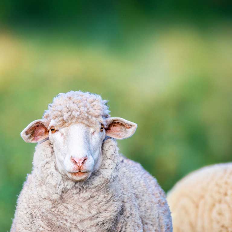 merinofår mot grön bakgrund