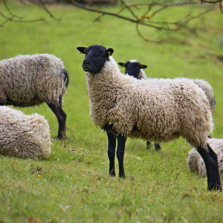 Romanovfår på gräsäng