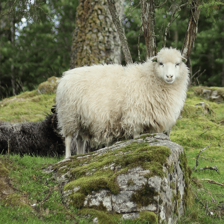 bild på allmogefår
