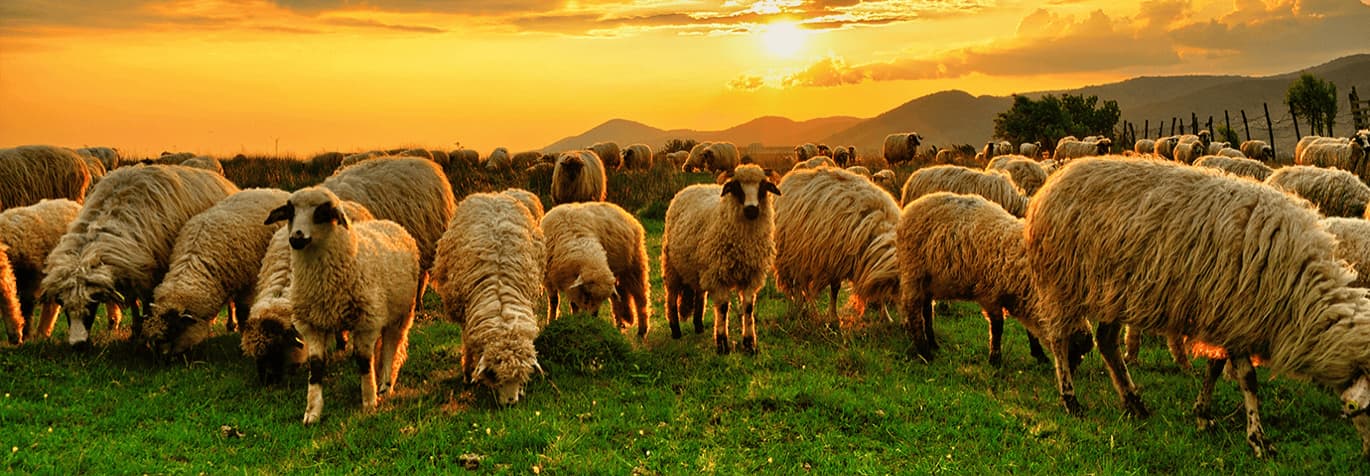 en flock får i vacker solnedgång