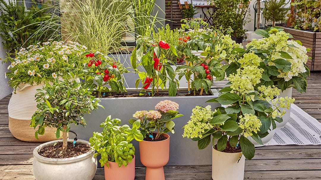 Droppbevattning i pallkrage med tomat- och chiliplantor