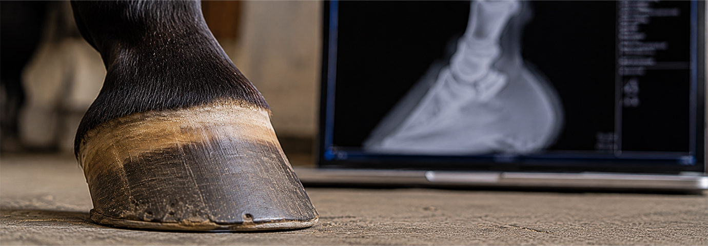 hovbroskförbening hos häst