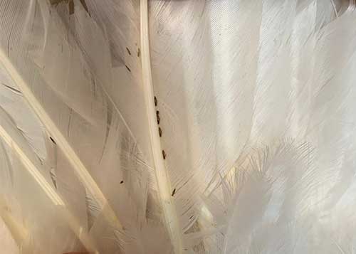 Hönsloppor granngården