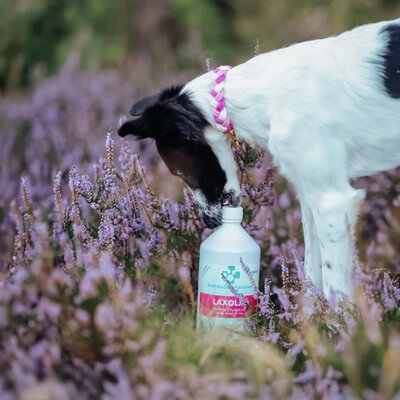Miljöbild hund med tillskott
