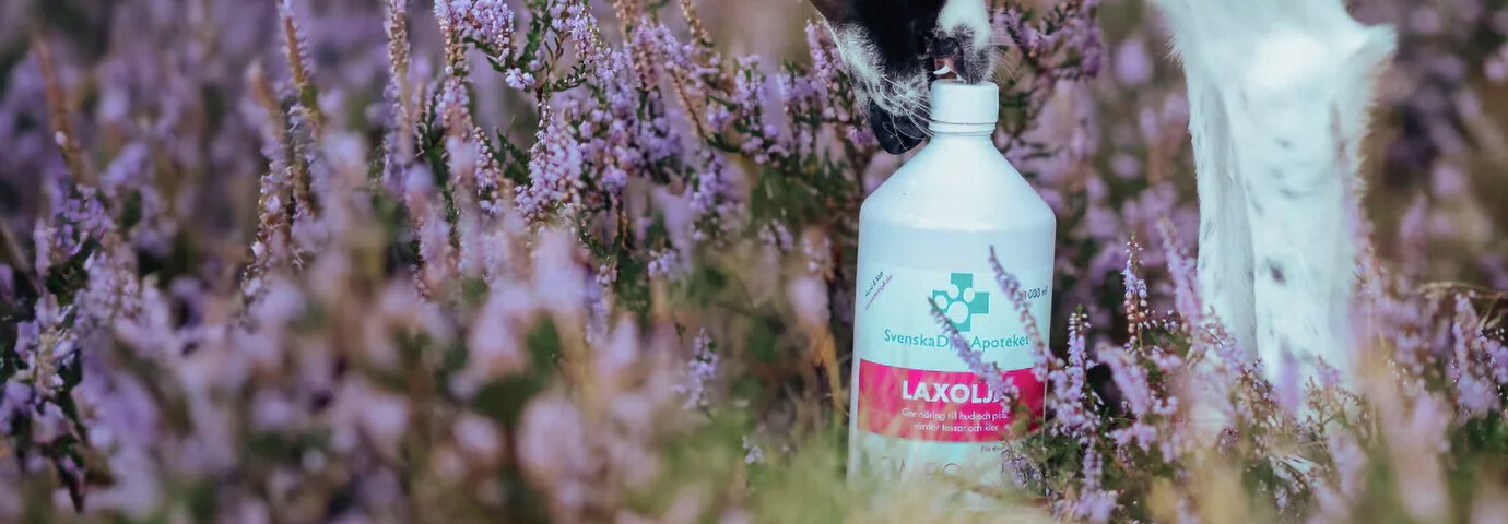 Miljöbild hund med tillskott