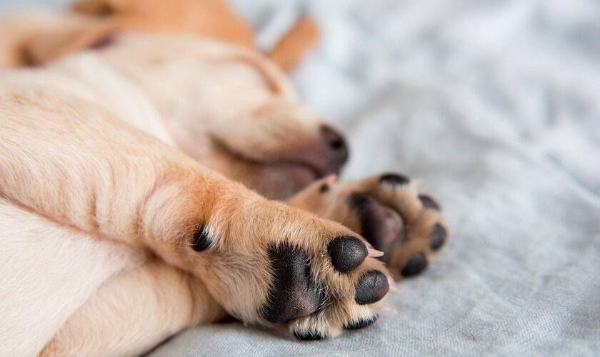 valp sover med hundtassar fotade underifrån