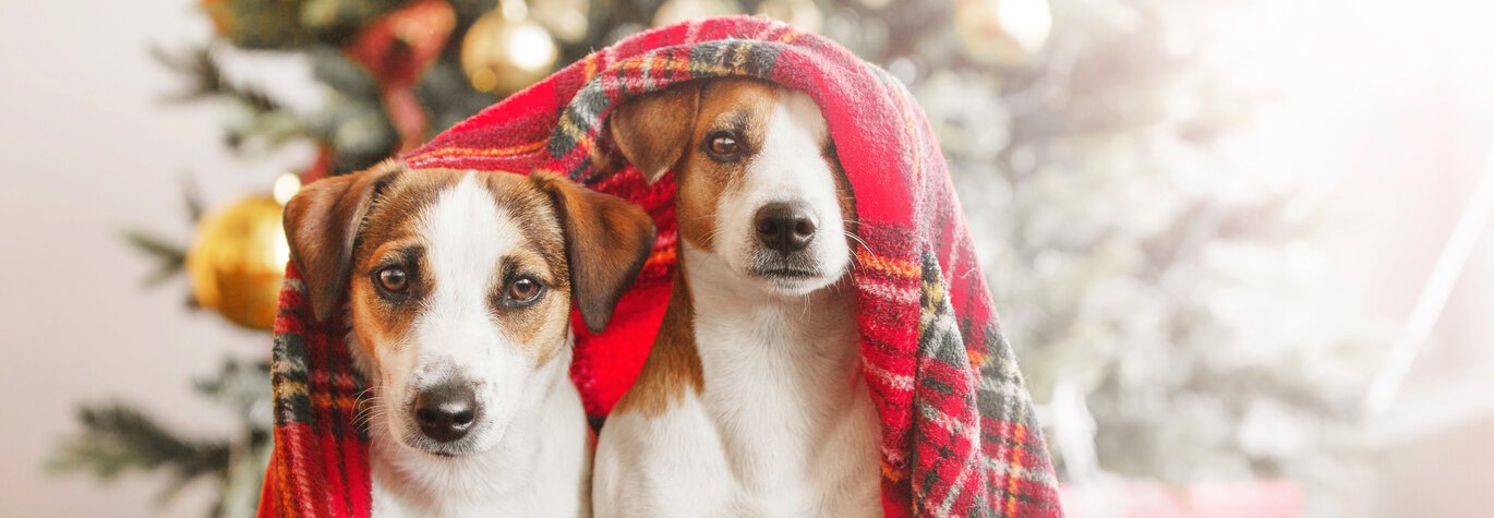 Ett par hundar under julig filt