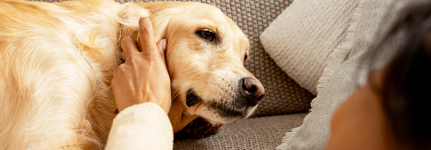 hund vilande i soffa