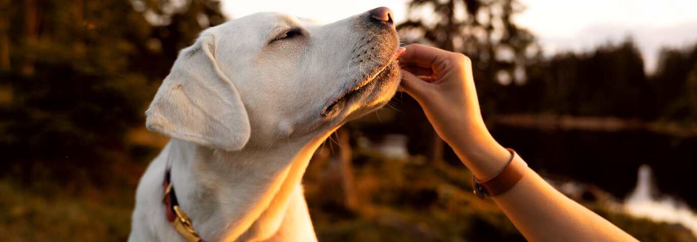 aktivt liv med hunden