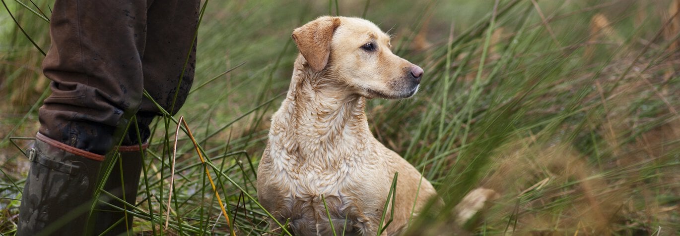 Giftiga svampar för hund och katt