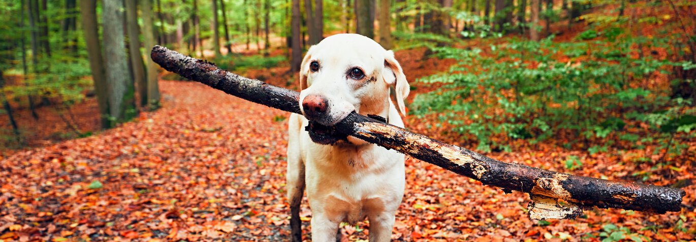 hund med pinne i munne med löv på marken bakom i skogen