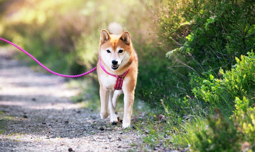 Spårträning med hund