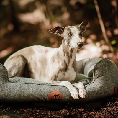 Hund i bädd utomhus