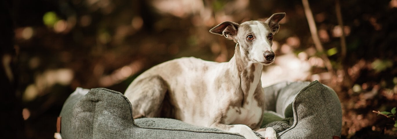 Hund i bädd utomhus