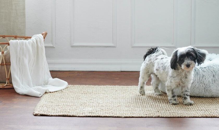 hund på matta inomhus framför hundbädd