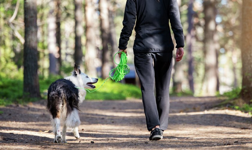 Lydnadsträning med hund