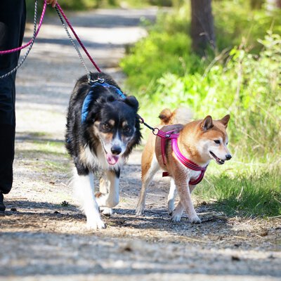Hundägare på skogspromenad med hundar