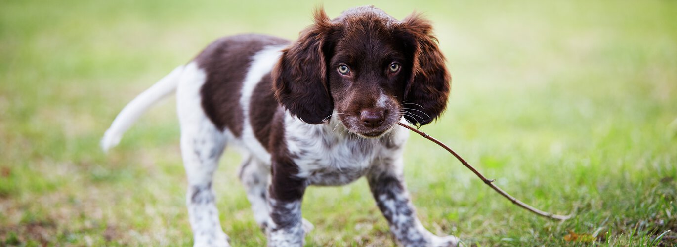 Hundvalp utomhus med pinne