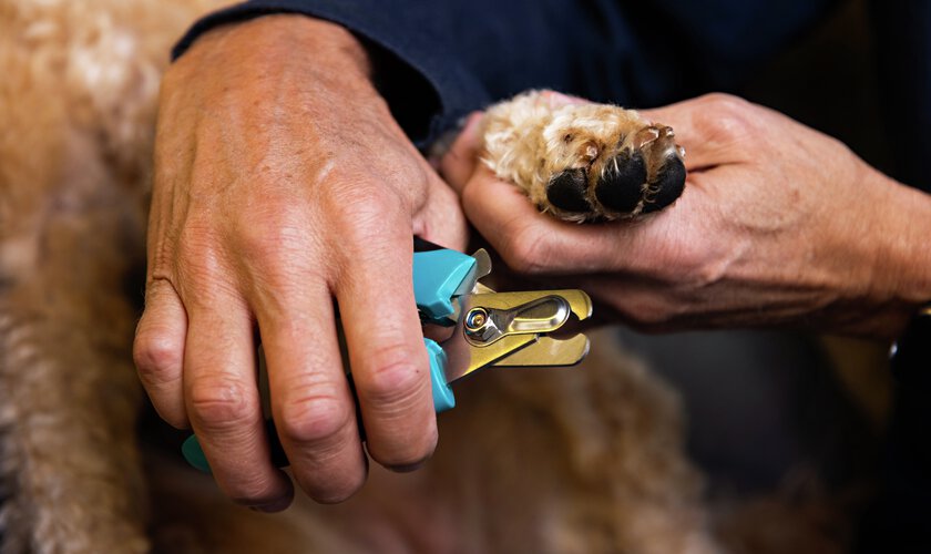 klippning av hundklor med klosax klotång