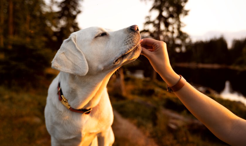 aktivt liv med hunden