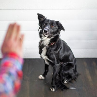 Lydnadsträning med hund