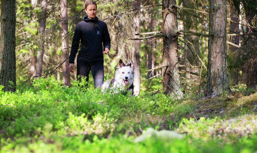 Skogspromenad med hund