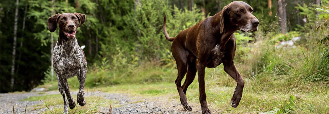 Hundägare på skogspromenad med hundar