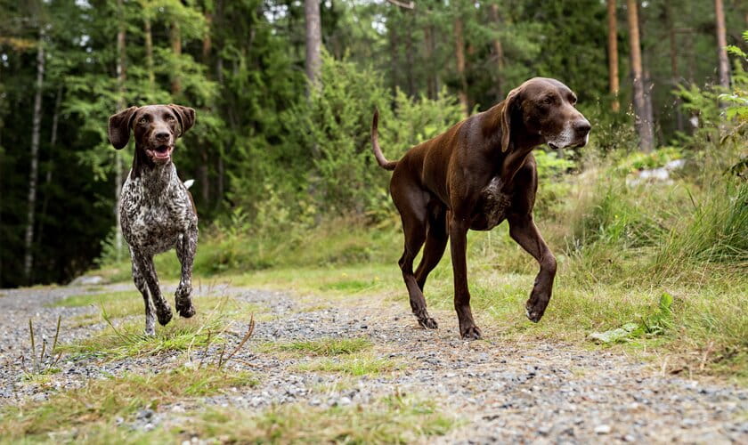 Hundägare på skogspromenad med hundar