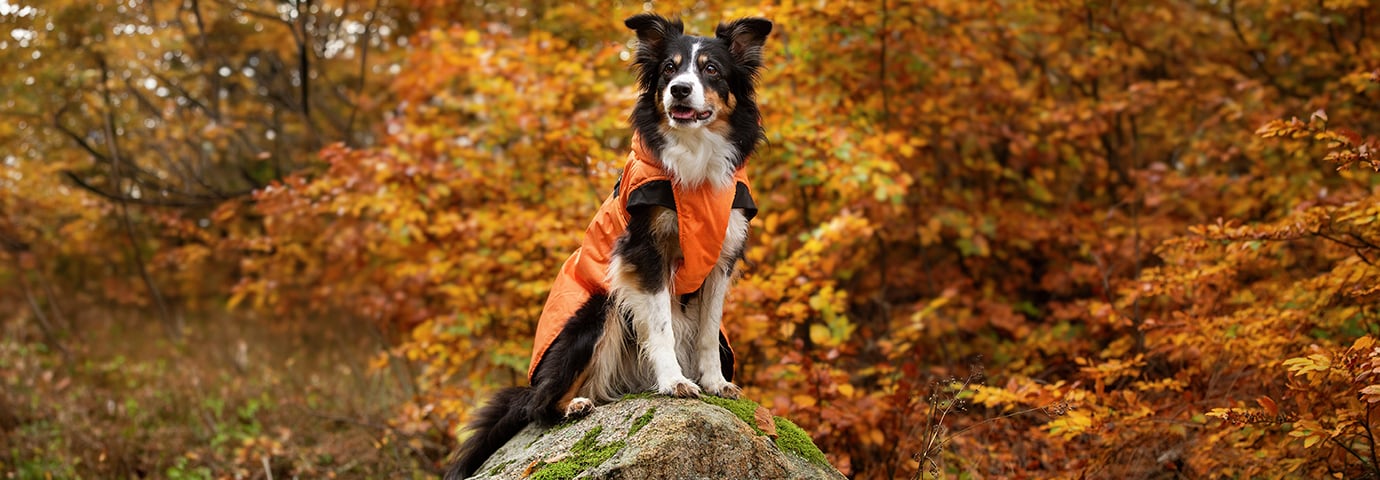 Hund i naturen. Till artikel om Köpa hundtäcke - så väljer du rätt.