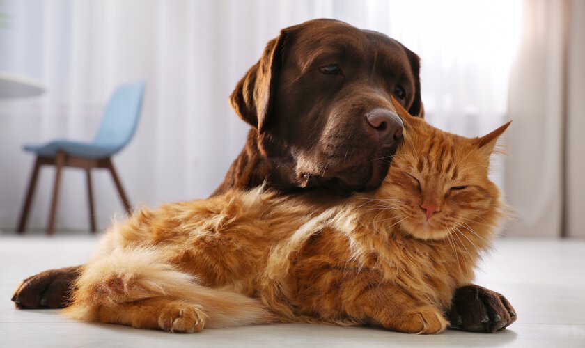 Hund och katt som myser inomhus