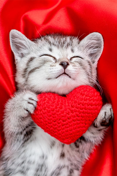 kattunge kramar ett tyghjärta