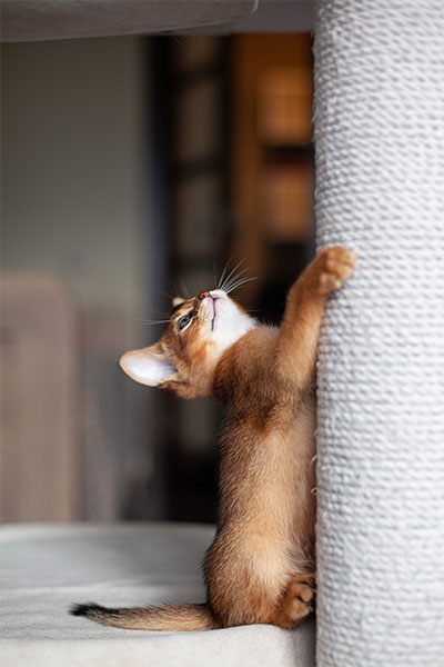 kattunge klöser på ett klösträd