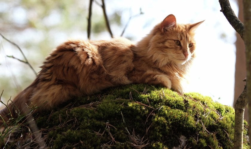 orange katt i höstskogen