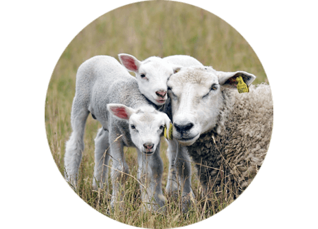 Kunskap, tips, guider om Lantdjur & Gårdsdjur på Granngården