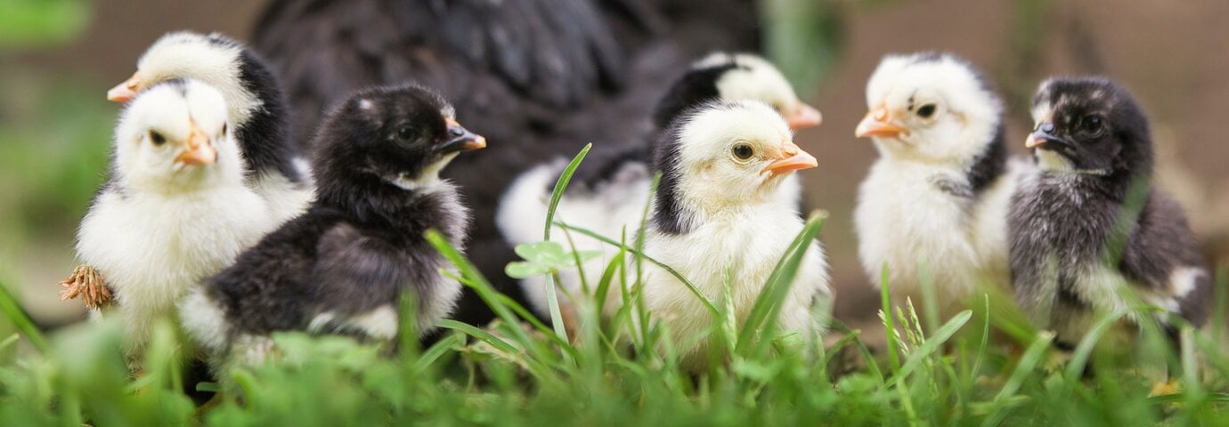 små kycklingungar