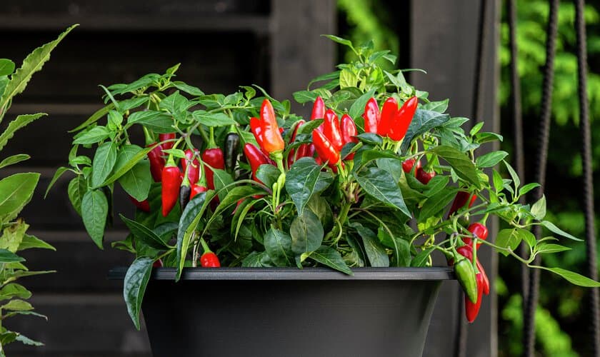 Chiliplanta med frukt