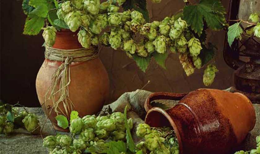 humleplantor som växer i olika krukor