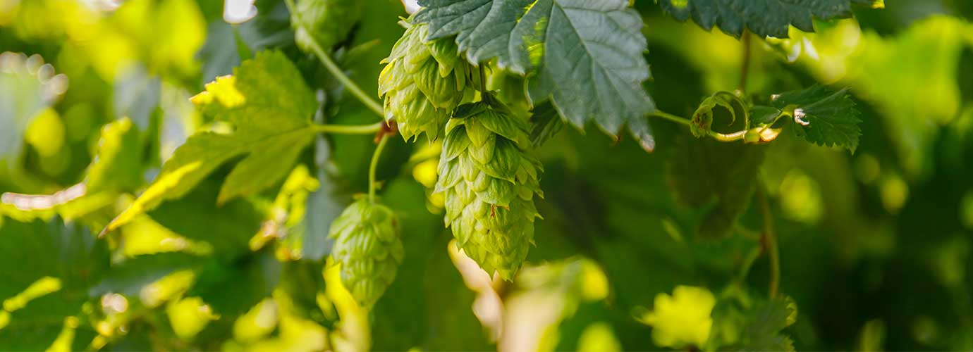 humlekottar som växer på en humleplanta utomhus