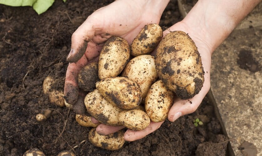 Odla potatis!