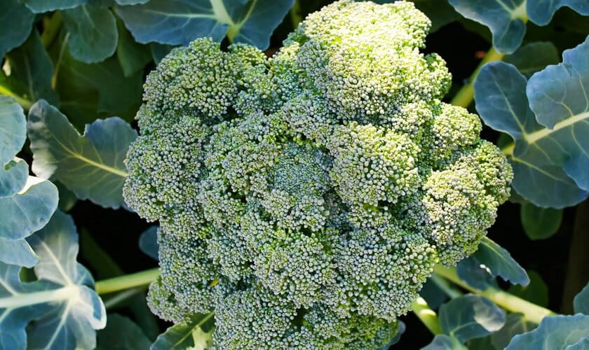 Odla broccoli